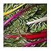 David's Garden Seeds Swiss Chard Rainbow SL3295 (Multi) 200 Non-GMO, Heirloom Seeds primary