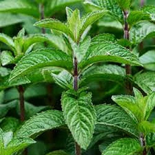 MINT - Mentha spicata [Garden spearmint] - 1000 seeds Unknown Binding