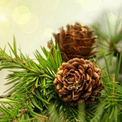 6 Bulk+Package+Natural+Pinecones+24+Pack