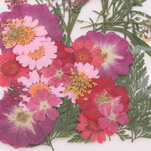 Perfeclan ドライフラワー 花材 押し花 乾燥シート ドライ葉 押し葉 家の装飾 電話ケース 装飾 約10個 全6選択 C B085s879gs 638円 人気海外一番 100 品質保証 全品送料無料 即日出荷 Sale開催中