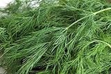Dill Seed, Bouquet, Heirloom, Organic, Non Gmo, 25+ Seeds, Herb Fresh or Dried