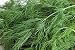 Dill Seed, Bouquet, Heirloom, Organic, Non Gmo, 25+ Seeds, Herb Fresh or Dried primary