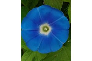 Heavenly Blue Morning Glory (10 Seeds) | Giant 5" Blue Flowers | |