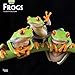 Frogs 2019 Calendar