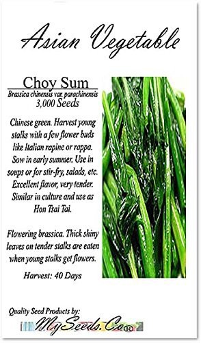 BIG PACK - (3,000) Choy Sum Brassica Vegetable Seed - TSOI SIM CHOY SIM Seeds - Non-GMO Seeds by MySeeds.Co (BIG PACK - Choy Sum)