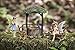Joykick Fairy Garden Wishing Well Kit - Miniature Hand Painted Figurine Statues with Accessories - Set of 5pcs for Your House or Lawn Decor