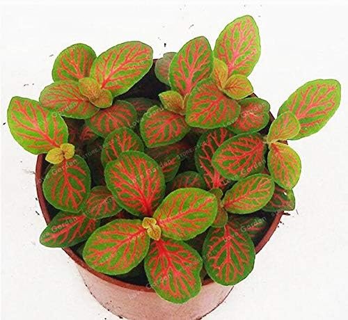 Fittonia Verschaffeltii Bonsai Mini Easy Planting Balcony Fun Indoor Potted Flowers Bonsai DIY Home Garden Flower 100 Pcs - (Color: 5)