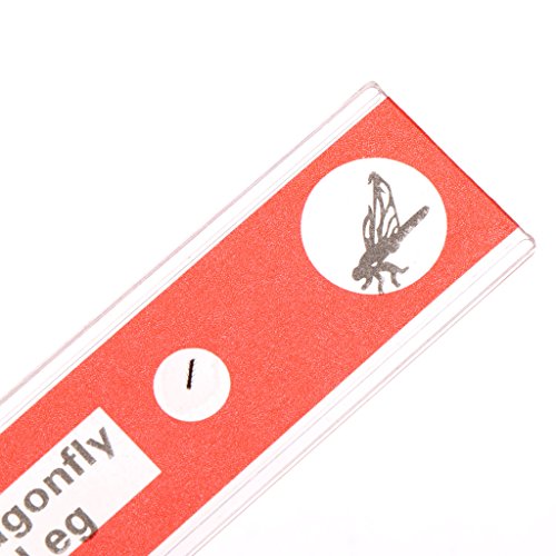 Hukai 12 Pcs Prepared Microscope Slides Set Specimen For Student Basic Biology Education - Thumbnail 5
