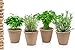 Ninja Pots 3
