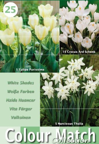 Colour Harmony Bulbs Packs with 25 Mixed Spring Flower Bulb Varieties - White