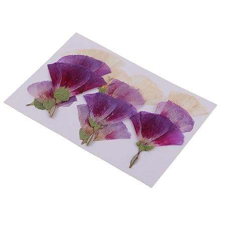 B Blesiya 12pcs Fleurs Pressées Séchées Naturelles Godetia