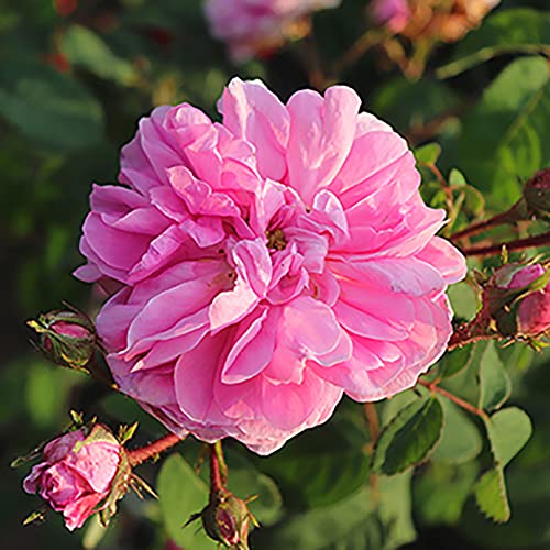 L'Occitane Moisturizing Rose Body Lotion, 8.4 Fl Oz Pricepulse