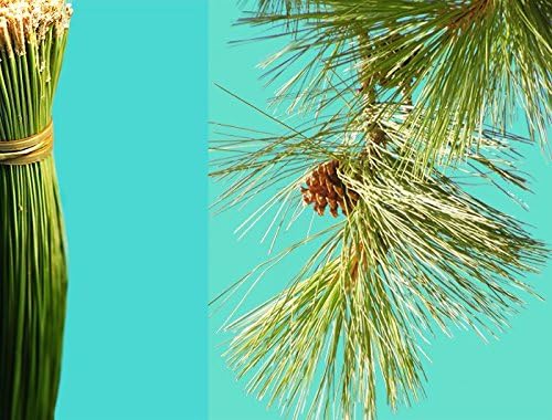 1/2 lb of Fresh Long Organic California Ponderosa Pine Needle Strands for Basketry