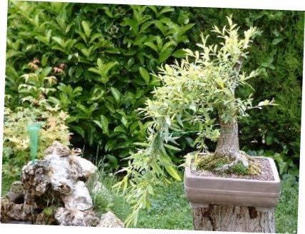 Bonsai Globe Willow Tree Large Thick Trunk Cutting Indoor Outdoor Live Bonsai Tree Plant Naturally Round Symmetrical Canopy