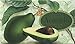 Saponificio Artigianale Fiorentino Single Fresh Avocado Soap Bar 10.5 Oz. From Italy