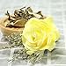 Yeefant Micro Landscape Decoration, Romantic Roses in a Glass Dome on Wooden Base with Light for Birthday Gift Bedroom Livingroom Decor,4x4x4.3 Inch (Yellow)