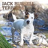 Jack Russell Terriers 2020 12 x 12 Inch Monthly Square Wall Calendar with Foil Stamped Cover, Animal by 