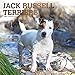 Jack Russell Terriers 2020 12 x 12 Inch Monthly Square Wall Calendar with Foil Stamped Cover, Animal by 