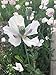 Organic China White Papaver Somniferum Poppy Seeds