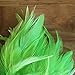 Creative Angler Saddle Hackle for Fly Tying/Tying Flies (Chartreuse)