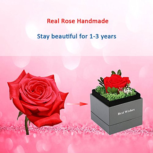 Handmade Preserved Flower Rose - Preserved Fresh Flower Eternity Rose, Never Withered Real Rose, Gift for Valentine's Day, Mother's Day, Thanksgiving Day, Christmas, Birthday, Anniversary (Red)