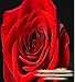 ROSE Fragrance Oil - 100% Premium Grade Uncut Oil - Fresh floral scent will make you think you are in a flower shop with fresh cut roses - Frangrance Oil By Oakland Gardens