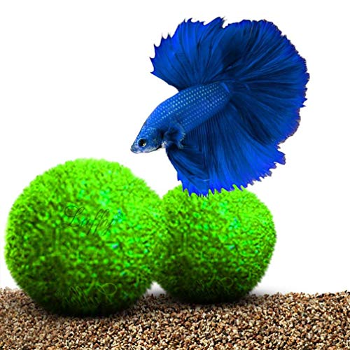 Luffy Guppy Moss Balls, 1.5 Inches, Vibrant Green Marimo Moss Balls, Beautiful and Low Maintenance Live Aquatic Plants, Ideal for Guppies, Mollies, and Swordtail Fish 2 Pack