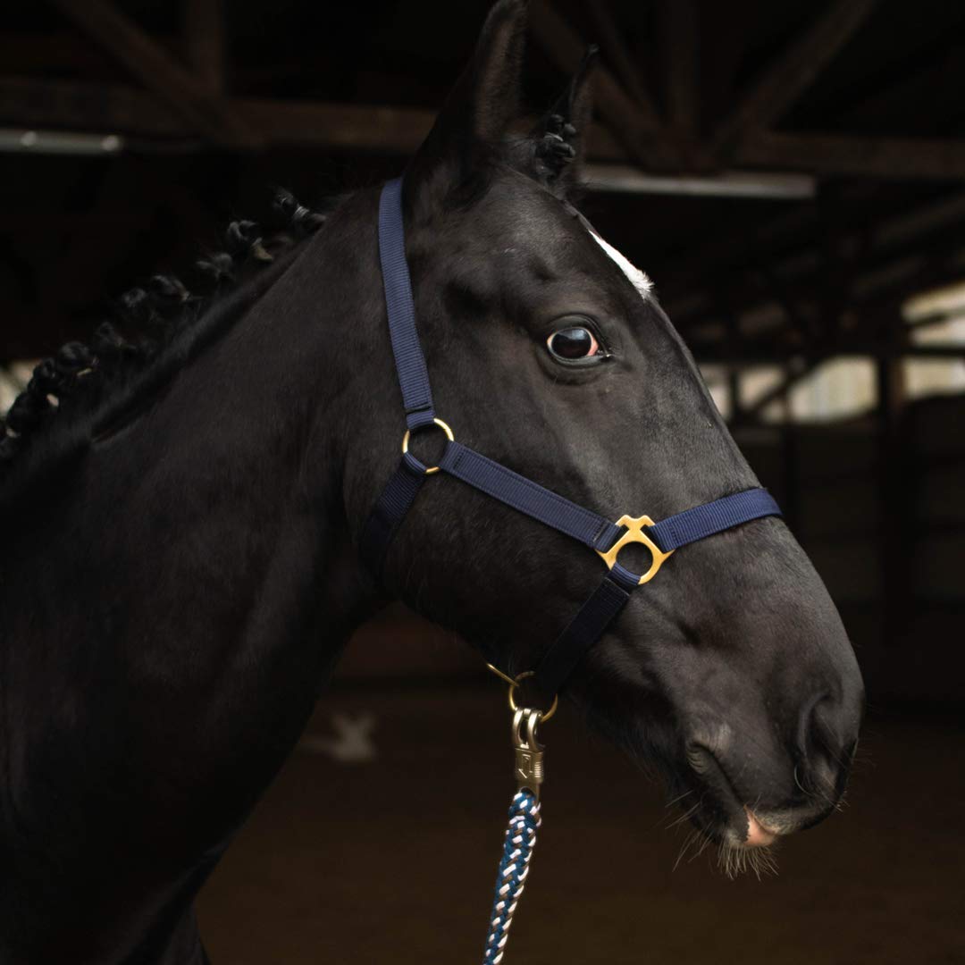 Halter for Horses Warmblood, Thoroughbred, Cold Blood - Stable Halter, Pasture Halter, 2 Adjustable Positions on Chin Strap and Headpiece, Safe and Tear-Resistant (Dark Blue, Cold Blood)