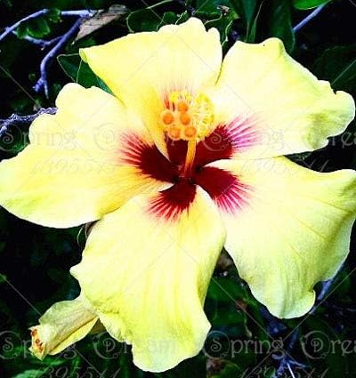 Amazon Com 11 11 100pcs Bag Giant Hibiscus Flower Seeds Chinese Cheap Flower Hibiscus Seeds Bonsai Tree Best Gift For Your Kids Easy Grow F Garden Outdoor