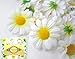 (24) Silk White Gerbera Daisy Flower Heads , Gerber Daisies 1.75