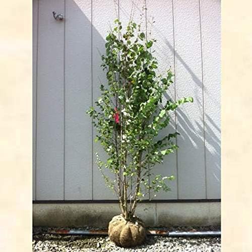 Amazon カツラ 株立ち 樹高1 8 2 0m前後 根鉢含まず 単品 落葉 株立ち 庭木 シンボルツリー コウノキ 植木