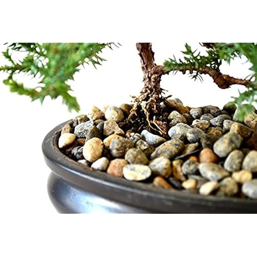 9GreenBox - Juniper Tree Bonsai with Bonsai Pot Grocery & Gourmet Food, Fresh Flowers & Live Indoor Plants, Live Indoor Plants, Bonsai