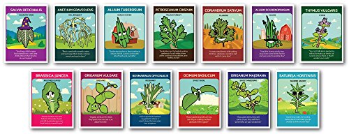 Zziggysgal – Organic Culinary Herb Seeds (13 pack) – Includes Rosemary, Parsley, Thyme, Cilantro, Sweet Basil, Dill Bouquet, Oregano, Sweet Marjoram, Chives, Savory, Garlic Chives, Mustard, and Sage