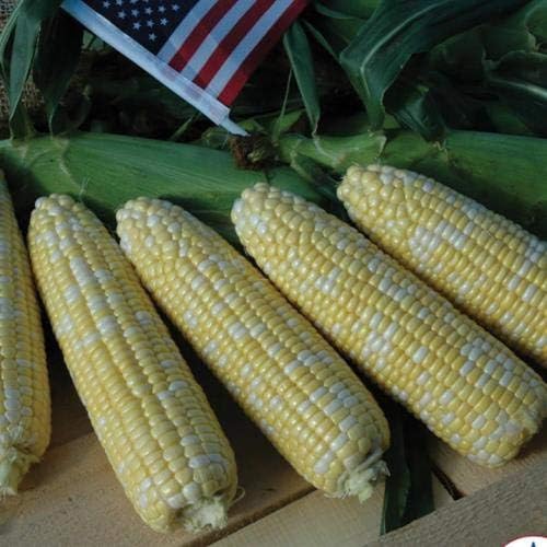 American Dream Hybrid Sweet Corn 150 Seed