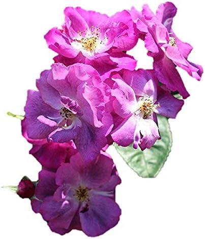 Amazon バラ苗 ラプソディーインブルー 国産大苗6号スリット鉢 フロリバンダ Fl 四季咲き中輪 半つる性 モダンシュラブローズ 紫系 花