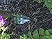 Joseph Bentley Traditional Garden Tools Stainless Steel Daisy Grubber