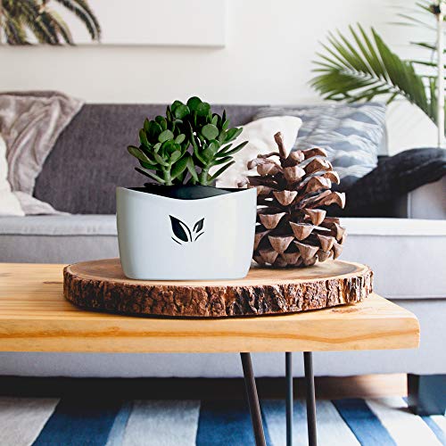Wall Mounted Planter Pots for Herbs, Flowers | Succulent Planter Pots | no Drills, no Screws, no Hanging | Succulent Wall Planter | Self Watering, Low Maintenance (White) - Thumbnail 3