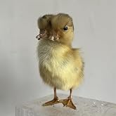 Two-Headed Duckling Taxidermy - Real Bird Animal Specimen for Gothic Decor, Oddity Collection &amp; Educational Science Display(1pc)