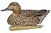 Avian X Topflight Pintail Decoys, Rugged Realistic Floating Duck Decoys for Hunting, Weight-Forward Swim Keel, Set of 6, Multicolor