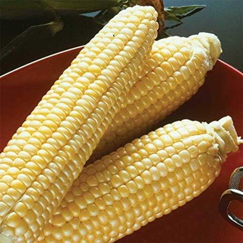 Sugar Buns Hybrid F1 Corn Seeds - unbelievably Sweet kernels Delicious (25 - Seeds)