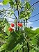 Gardener's Supply Company Essex Trellis for Climbing Plants Outdoor | Sturdy Upright Garden Trellis for Vines, Tomatoes, Peas & Other Live Plants Support | No Assembly Required - 25-1/2