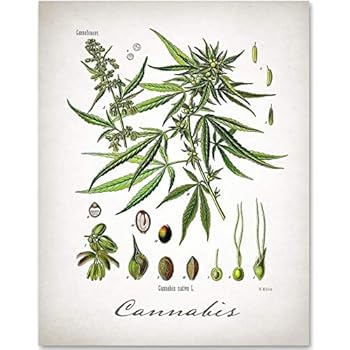 Cannabis - 11x14 Unframed Art Print - Makes a Great Gift Under $15 for Botanical Home Decor