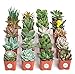 Shop Succulents | Unique Collection of Live Plants, Hand Selected Variety Pack of Mini Succulents, Pack of 20 primary