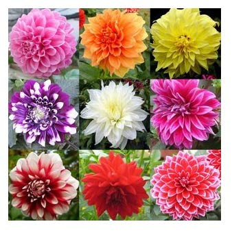 Seeds Bhandar LIVE GREEN - Dahlia-Pompon Mia Mix Flower Seeds For Gardening - hybrid High Germination Seeds