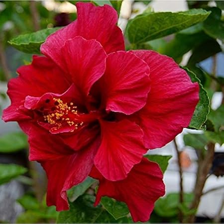 Aiden Gardens Dwarf Hybrid Hibiscus Plant Back Red Dark Red Color Flower 1 Helathy Live Plant On Poly Bag