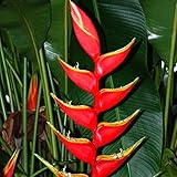 South America Tropical Heliconia BIHAI Ornamental Fresh 5 Seeds VERY RARE