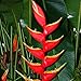 South America Tropical Heliconia BIHAI Ornamental Fresh 5 Seeds VERY RARE