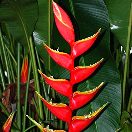 South America Tropical Heliconia BIHAI Ornamental Fresh 5 Seeds VERY RARE South America Tropical Heliconia BIHAI Ornamental Fresh 5 Seeds VERY RARE