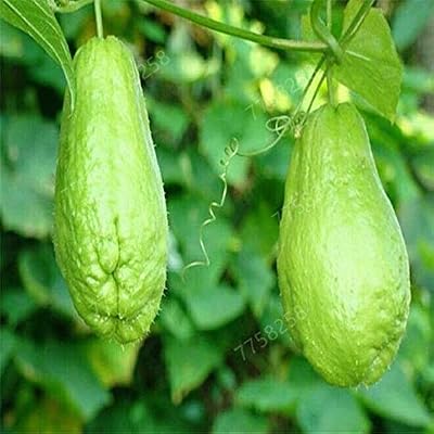 GETSO 100 pcs Sechium edule Terraza Vegetal Tangshan otoño Melón ...