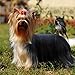 2020 Yorkshire Terriers Calendar 16 Month 12 x 12 Wall Calendar by Bright Day Calendars (Terriers Collection) (Yorkshire Terriers 2019)